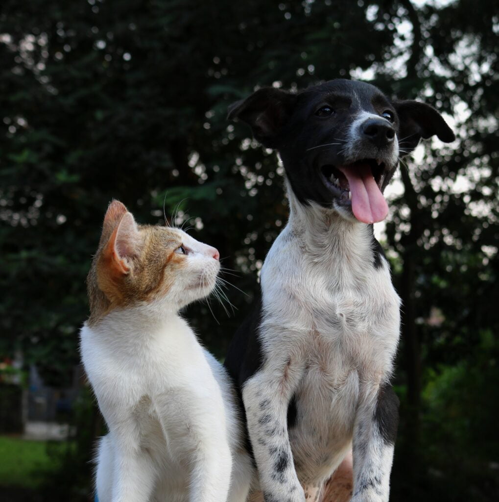 Chat et Chien
